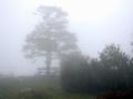 nebel.jpg (2800 Byte)